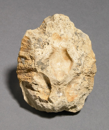 Bonhams : Juvenile Dinosaur Skull Dome