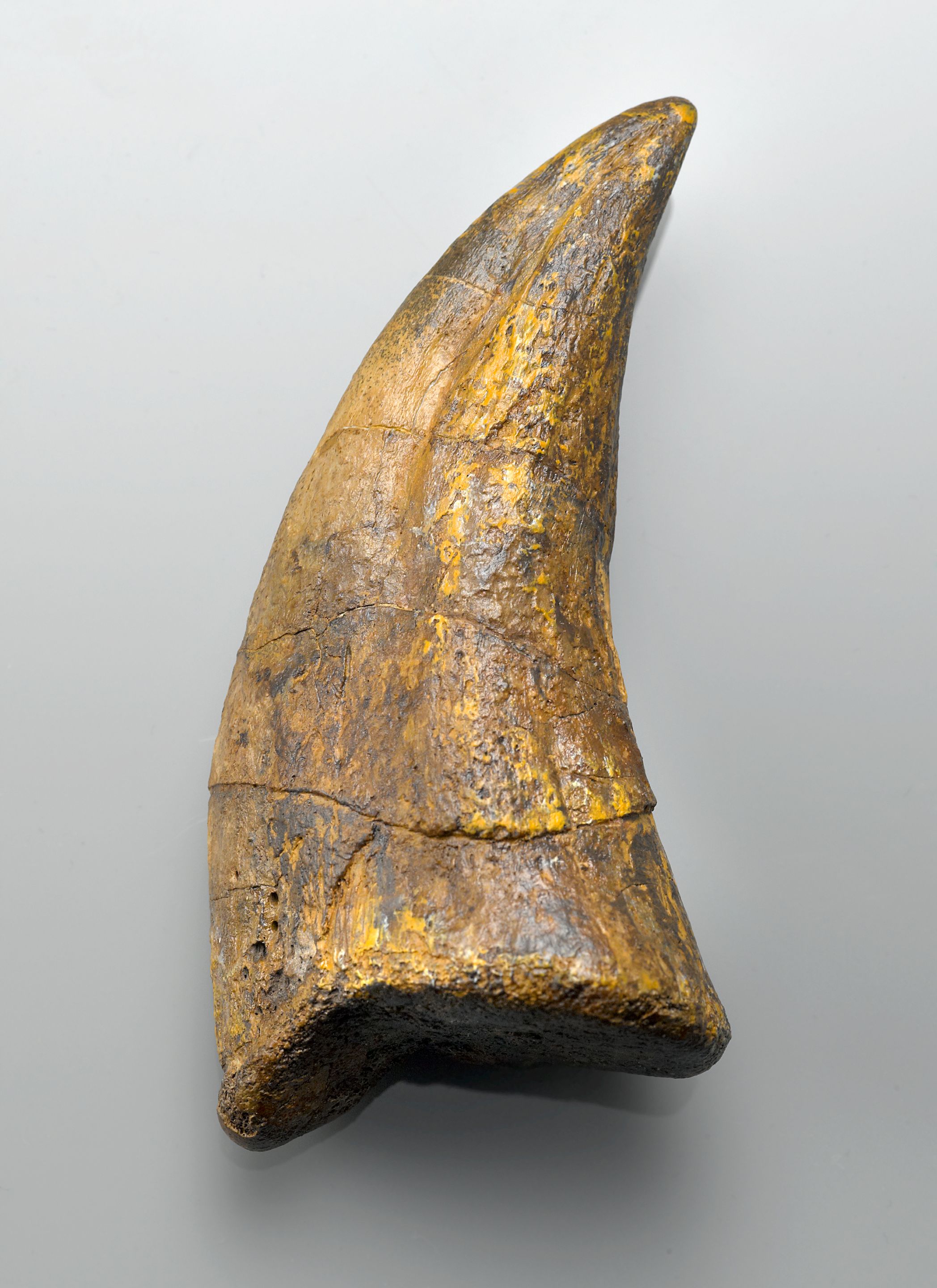 Bonhams Tyrannosaurus rex Hallux Claw – A Recent Find